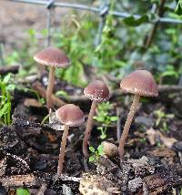 Psathyrella bipellis image