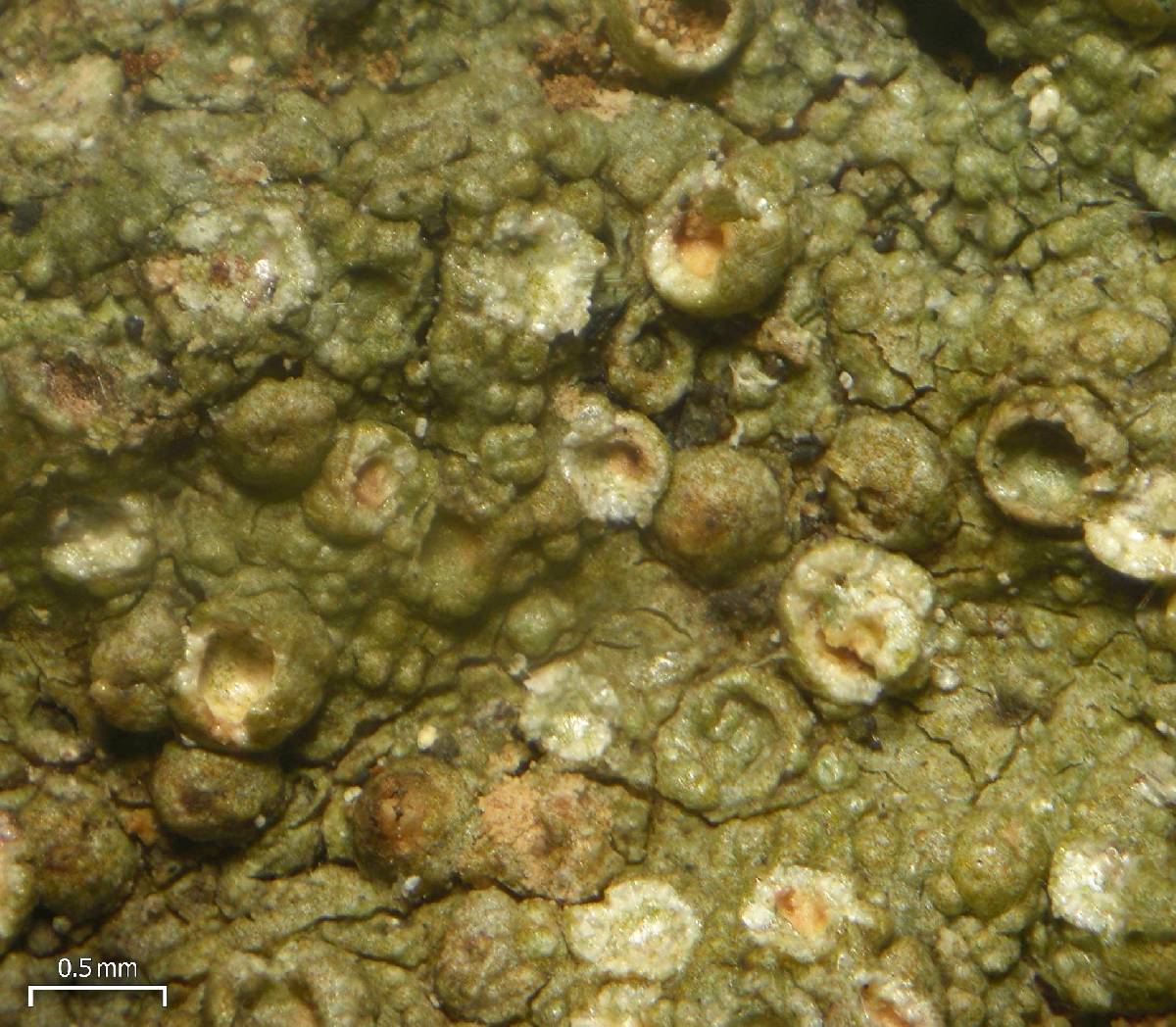 Porina heterospora image