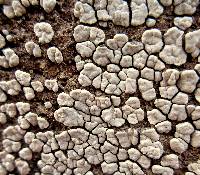 Xylobolus frustulatus image