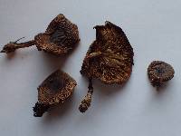 Pholiota decorata image