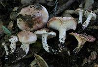 Hygrophorus roseobrunneus image