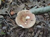 Russula decolorans image