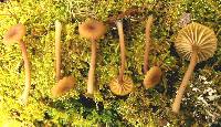 Lichenomphalia umbellifera image