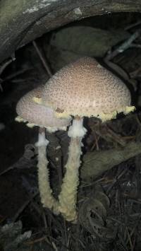 Lepiota magnispora image