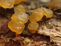 Dacrymyces variisporus image