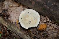 Lactarius piperatus image