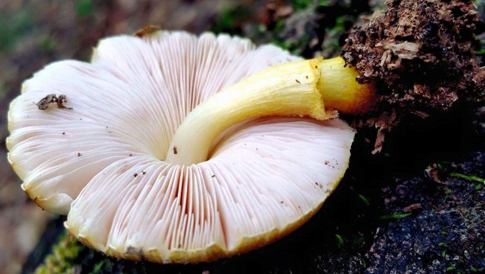 Pluteus mammillatus image