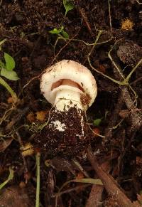 Agaricus micromegethus image