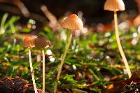 Mycena sanguinolenta image