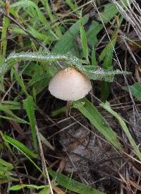 Psilocybe coprophila image