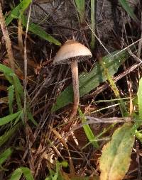 Psilocybe coprophila image