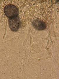 Aleurodiscus grantii image