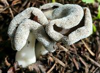 Helvella compressa image