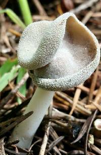 Helvella compressa image