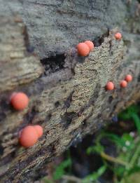 Lycogala epidendrum image