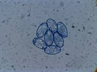 Scutellinia cejpii image