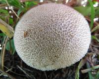 Lycoperdon caudatum image