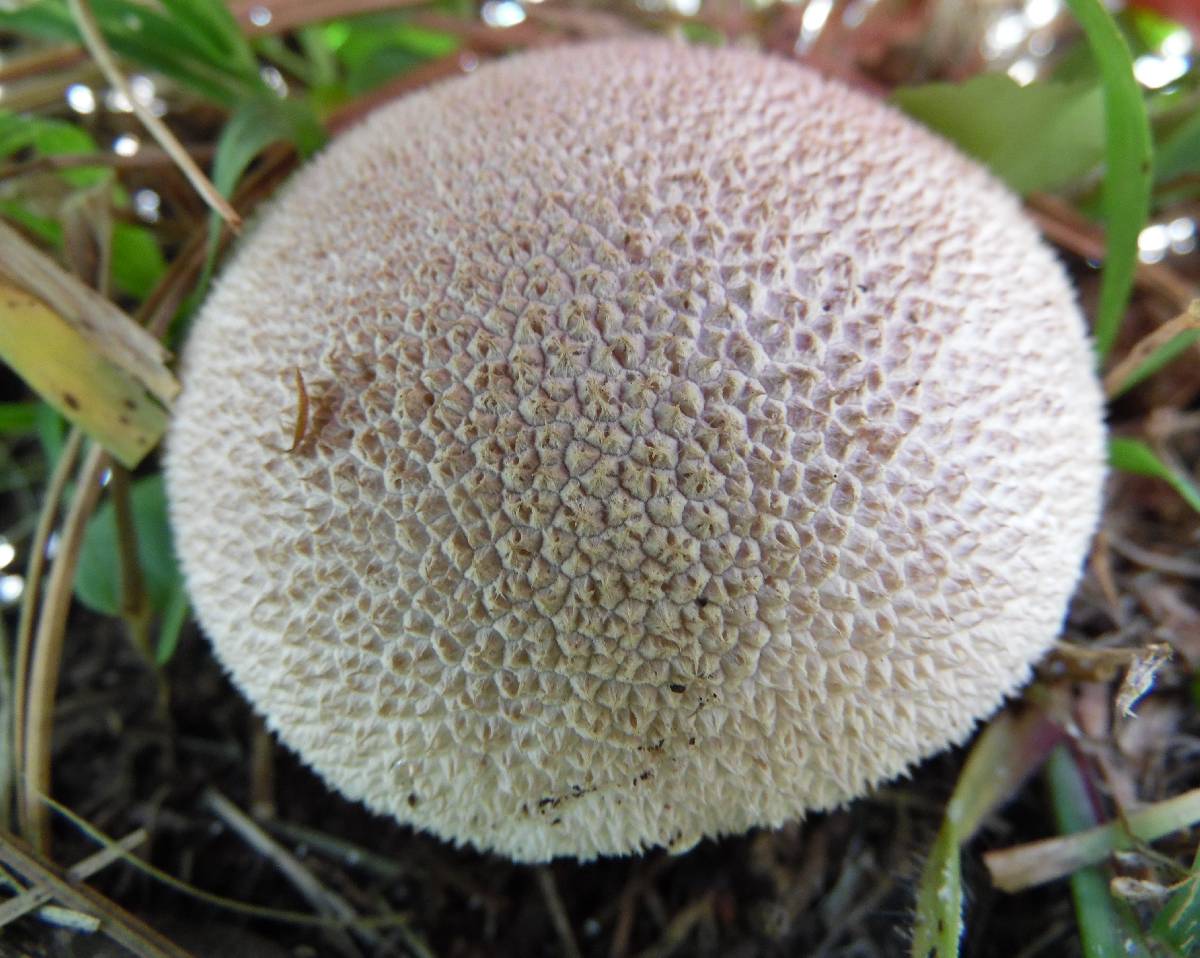 Lycoperdon caudatum image