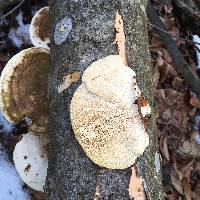 Trametes gibbosa image