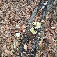 Trametes pubescens image