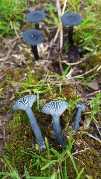 Arrhenia chlorocyanea image