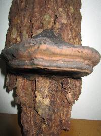 Ganoderma australe image