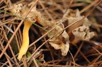 Craterellus lutescens image