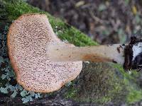 Hydnum rufescens image