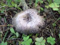 Entoloma brunneoserrulatum image