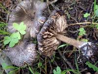 Entoloma brunneoserrulatum image