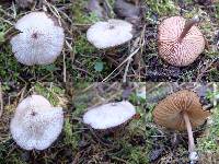 Entoloma roseum image