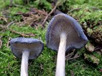 Entoloma mougeotii image