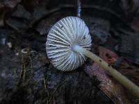 Mycena galericulata image