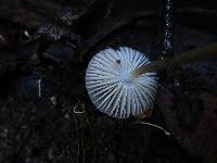 Mycena galericulata image