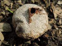 Calvatia pachyderma image