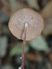 Marasmius cladophyllus image
