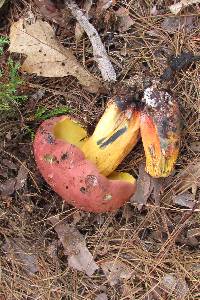 Boletus sensibilis image