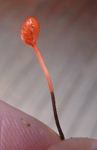 Ophiocordyceps australis image