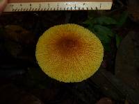 Leucocoprinus brunneoluteus image