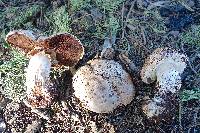 Agaricus lilaceps image