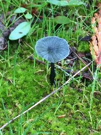 Arrhenia chlorocyanea image