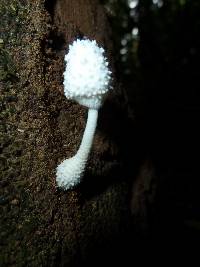 Leucocoprinus cretaceus image