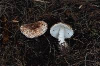 Leucoagaricus cupresseus image