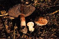 Agaricus pattersoniae image