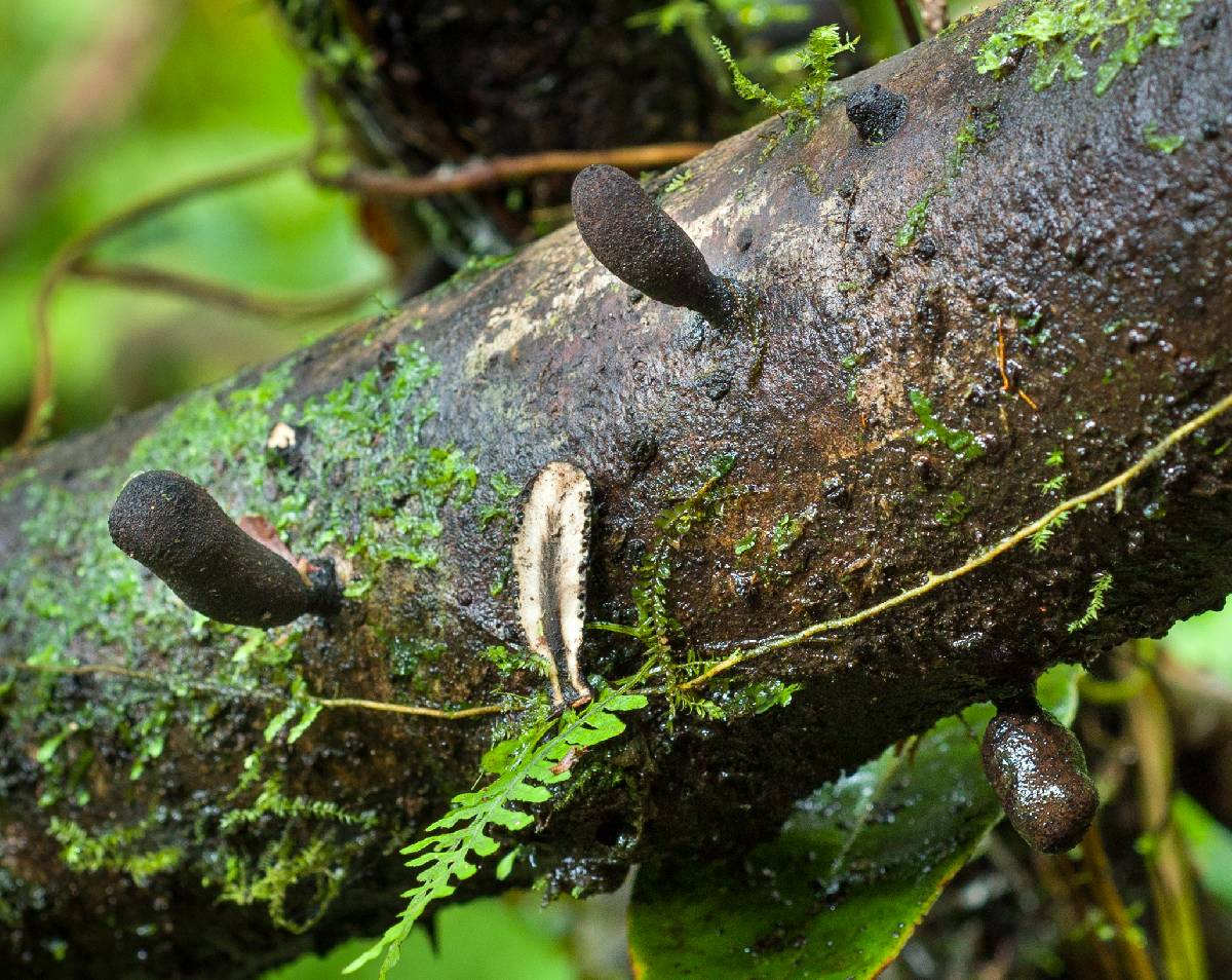 Xylaria schweinitzii image