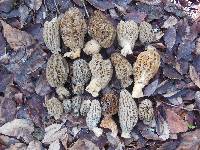 Morchella importuna image