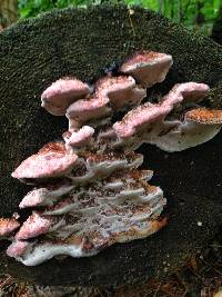 Fomitopsis cajanderi image