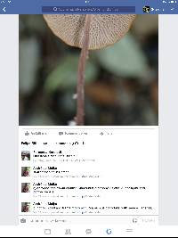 Marasmius cladophyllus image