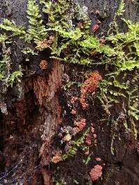 Arcyria ferruginea image