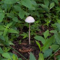 Panaeolus antillarum image